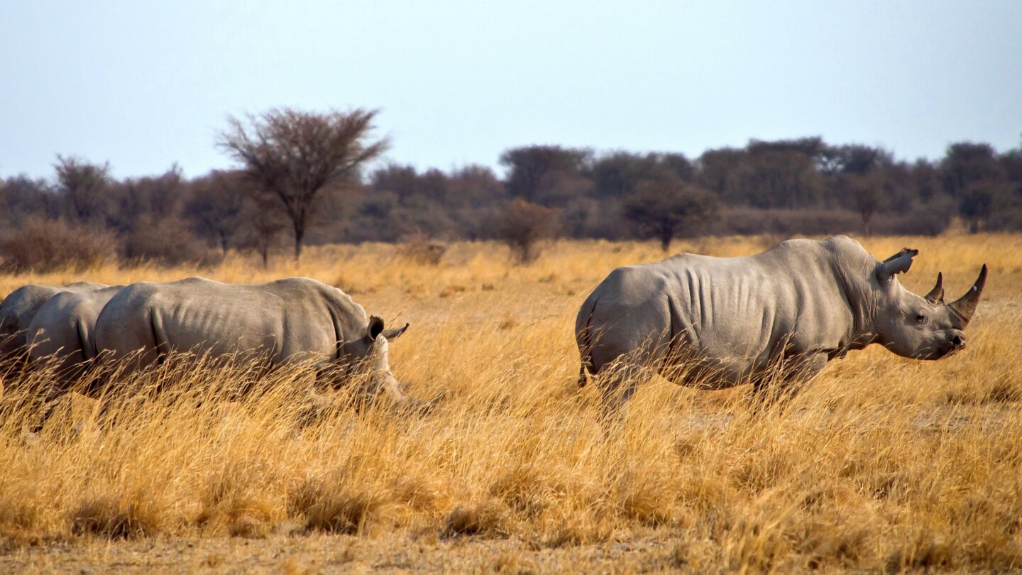 Kalahari - Ursprüngliches Afrika