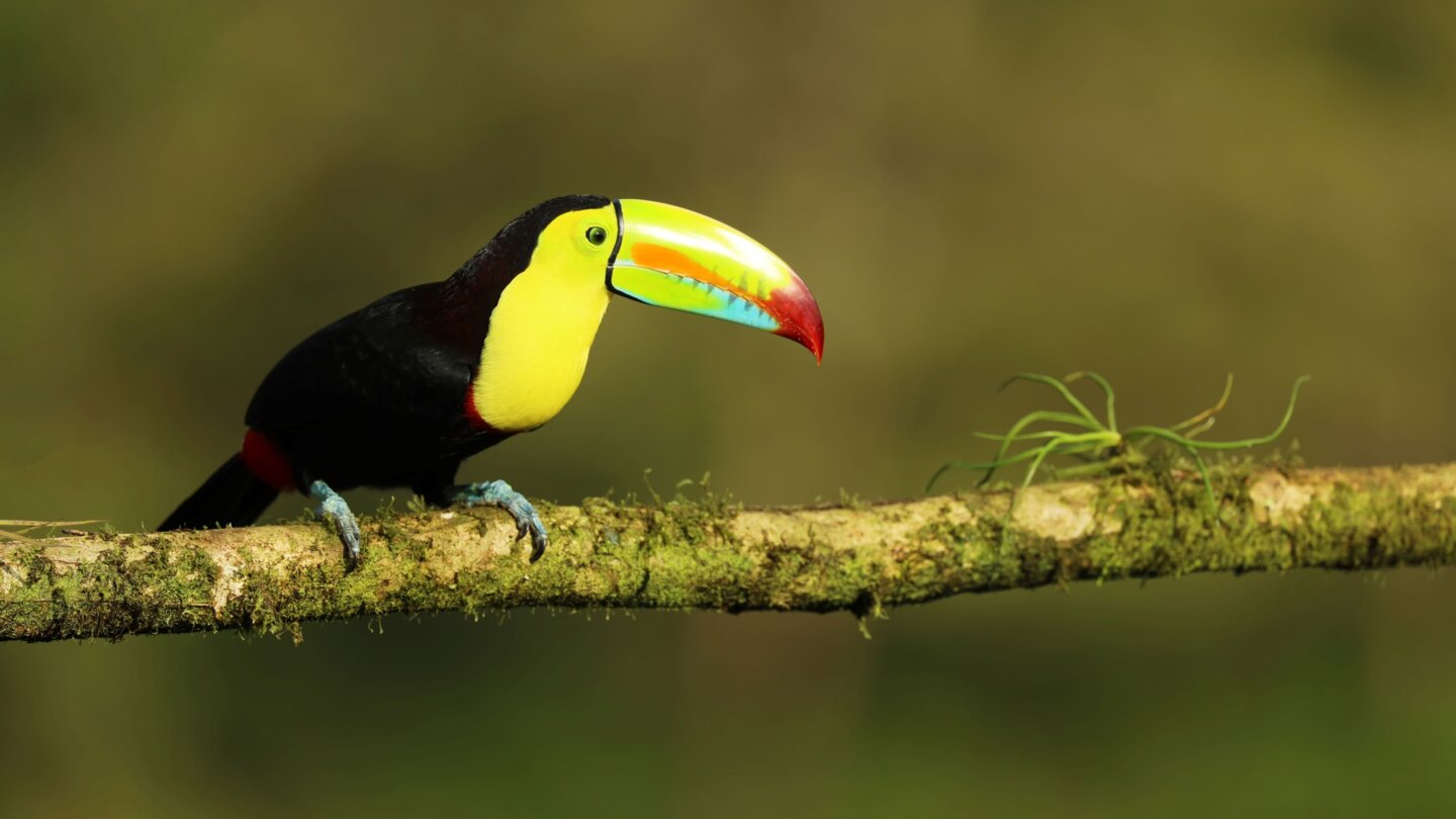 Costa Rica - Land der Kontraste